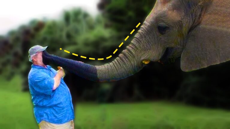 Viral Funny Video Explain